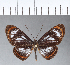  (Ithomeis aurantiaca heliconina - CFC11884)  @11 [ ] Copyright (2018) Christer Fahraeus Center For Collection-Based Research