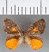  (Euselasia sp. CF93 - CFC11975)  @11 [ ] Copyright (2019) Christer Fahraeus Center For Collection-Based Research