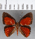  (Euselasia sp. CF102 - CFC11994)  @11 [ ] Copyright (2019) Christer Fahraeus Center For Collection-Based Research