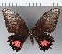  (Papilio torquatus - CFC12160)  @13 [ ] Copyright (2018) Christer Fahraeus Center For Collection-Based Research
