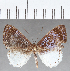  (Calospila sp. CF41 - CFC12729)  @11 [ ] Copyright (2019) Christer Fahraeus Center For Collection-Based Research