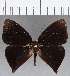  (Euselasia sp. CF187 - CFC12790)  @11 [ ] Copyright (2019) Christer Fahraeus Center For Collection-Based Research