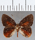  (Euselasia sp. CF203 - CFC12824)  @11 [ ] Copyright (2019) Christer Fahraeus Center For Collection-Based Research