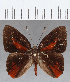  (Euselasia sp. CF180 - CFC12828)  @11 [ ] Copyright (2019) Christer Fahraeus Center For Collection-Based Research