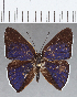  (Euselasia sp. CF189 - CFC12897)  @11 [ ] Copyright (2019) Christer Fahraeus Center For Collection-Based Research