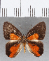  (Euselasia sp. CF155 - CFC12912)  @11 [ ] Copyright (2019) Christer Fahraeus Center For Collection-Based Research