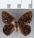  (Euselasia sp. CF210 - CFC12932)  @11 [ ] Copyright (2019) Christer Fahraeus Center For Collection-Based Research