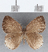  (Euselasia sp. CF230 - CFC12937)  @11 [ ] Copyright (2019) Christer Fahraeus Center For Collection-Based Research