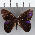  (Euselasia sp. CF176 - CFC12963)  @11 [ ] Copyright (2019) Christer Fahraeus Center For Collection-Based Research