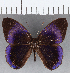  (Euselasia sp. CF179 - CFC12987)  @11 [ ] Copyright (2019) Christer Fahraeus Center For Collection-Based Research