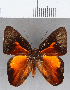  (Euselasia sp. CF199 - CFC12992)  @11 [ ] Copyright (2019) Christer Fahraeus Center For Collection-Based Research