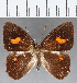  (Euselasia sp. CF188 - CFC12993)  @11 [ ] Copyright (2019) Christer Fahraeus Center For Collection-Based Research