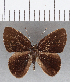  (Euselasia sp. CF164 - CFC13025)  @11 [ ] Copyright (2019) Christer Fahraeus Center For Collection-Based Research