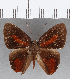  (Euselasia sp. CF159 - CFC13026)  @11 [ ] Copyright (2019) Christer Fahraeus Center For Collection-Based Research