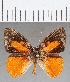  (Euselasia sp. CF163 - CFC13031)  @11 [ ] Copyright (2019) Christer Fahraeus Center For Collection-Based Research