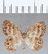  (Euselasia sp. CF161 - CFC13036)  @11 [ ] Copyright (2019) Christer Fahraeus Center For Collection-Based Research