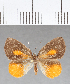  (Euselasia sp. CF165 - CFC13202)  @11 [ ] Copyright (2019) Christer Fahraeus Center For Collection-Based Research