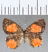  (Euselasia sp. CF162 - CFC13231)  @11 [ ] Copyright (2019) Christer Fahraeus Center For Collection-Based Research