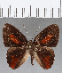  (Euselasia sp. CF145 - CFC13242)  @11 [ ] Copyright (2019) Christer Fahraeus Center For Collection-Based Research