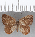  (Euselasia sp. CF149 - CFC13305)  @11 [ ] Copyright (2019) Christer Fahraeus Center For Collection-Based Research