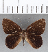  (Euselasia sp. CF146 - CFC13321)  @11 [ ] Copyright (2019) Christer Fahraeus Center For Collection-Based Research