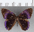  (Euselasia sp. CF175 - CFC13392)  @11 [ ] Copyright (2019) Christer Fahraeus Center For Collection-Based Research