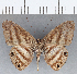  (Alesa sp. CF16 - CFC13657)  @11 [ ] Copyright (2019) Christer Fahraeus Center For Collection-Based Research