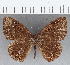  (Eurybia sp. CF106 - CFC13667)  @11 [ ] Copyright (2019) Christer Fahraeus Center For Collection-Based Research