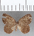  (Euselasia sp. CF170 - CFC13809)  @11 [ ] Copyright (2019) Christer Fahraeus Center For Collection-Based Research