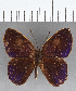  (Euselasia sp. CF221 - CFC13855)  @11 [ ] Copyright (2019) Christer Fahraeus Center For Collection-Based Research