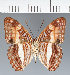  (Adelpha sp. CF11 - CFC13879)  @11 [ ] copyright (2023) Center For Collection-Based Research Center For Collection-Based Research