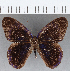  (Euselasia sp. CF234 - CFC14000)  @11 [ ] Copyright (2019) Christer Fahraeus Center For Collection-Based Research