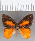  (Euselasia sp. CF225 - CFC14011)  @11 [ ] Copyright (2019) Christer Fahraeus Center For Collection-Based Research