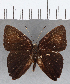  (Euselasia sp. CF229 - CFC14021)  @11 [ ] Copyright (2019) Christer Fahraeus Center For Collection-Based Research