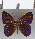  (Euselasia sp. CF157 - CFC14022)  @11 [ ] Copyright (2019) Christer Fahraeus Center For Collection-Based Research