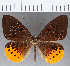  (Eurybia sp. CF105 - CFC14091)  @11 [ ] Copyright (2019) Christer Fahraeus Center For Collection-Based Research