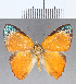  (Euselasia sp. CF143 - CFC14176)  @11 [ ] Copyright (2019) Christer Fahraeus Center For Collection-Based Research