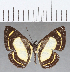  (Baeotis elegantula - CFC14310)  @11 [ ] Copyright (2019) Christer Fahraeus Center For Collection-Based Research