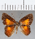  (Euselasia sp. CF172 - CFC14355)  @11 [ ] Copyright (2019) Christer Fahraeus Center For Collection-Based Research