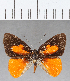  (Euselasia sp. CF171 - CFC14356)  @11 [ ] Copyright (2019) Christer Fahraeus Center For Collection-Based Research