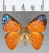  (Euselasia sp. CF235 - CFC14379)  @11 [ ] Copyright (2019) Christer Fahraeus Center For Collection-Based Research