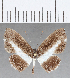  (Nymphidium sp. CF29 - CFC15004)  @11 [ ] Copyright (2019) Christer Fahraeus Center For Collection-Based Research