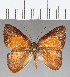  (Euselasia sp. CF168 - CFC15020)  @11 [ ] Copyright (2019) Christer Fahraeus Center For Collection-Based Research