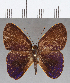  (Euselasia sp. CF148 - CFC15042)  @11 [ ] Copyright (2019) Christer Fahraeus Center For Collection-Based Research