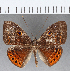  (Eurybia sp. CF115 - CFC15214)  @15 [ ] Copyright (2019) Christer Fahraeus Center For Collection-Based Research