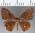  (Eurybia sp. CF117 - CFC15253)  @14 [ ] Copyright (2019) Christer Fahraeus Center For Collection-Based Research