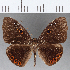  (Eurybia sp. CF111 - CFC15777)  @11 [ ] Copyright (2019) Christer Fahraeus Center For Collection-Based Research