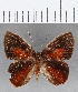  (Euselasia sp. CF197 - CFC15918)  @11 [ ] Copyright (2019) Christer Fahraeus Center For Collection-Based Research