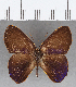  (Euselasia sp. CF182 - CFC15925)  @11 [ ] Copyright (2019) Christer Fahraeus Center For Collection-Based Research