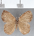  (Euselasia sp. CF183 - CFC15930)  @11 [ ] Copyright (2019) Christer Fahraeus Center For Collection-Based Research